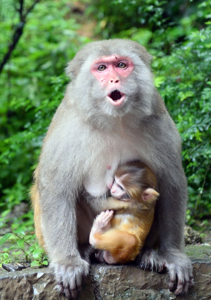 Macaque mom feeding baby