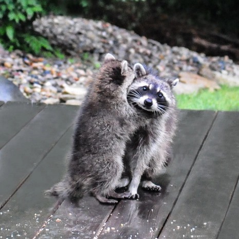 Racoon A Window Into The Woods
