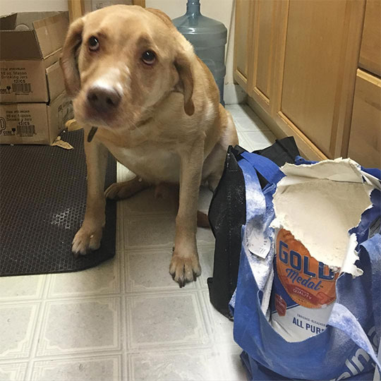 Guilty Dogs 12