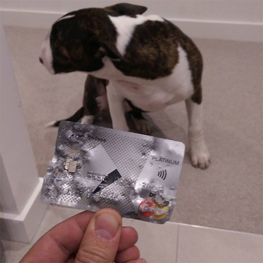 Guilty Dogs 13