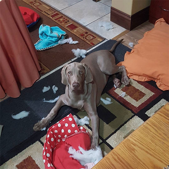Guilty Dogs 15