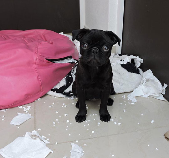 Guilty Dogs 20