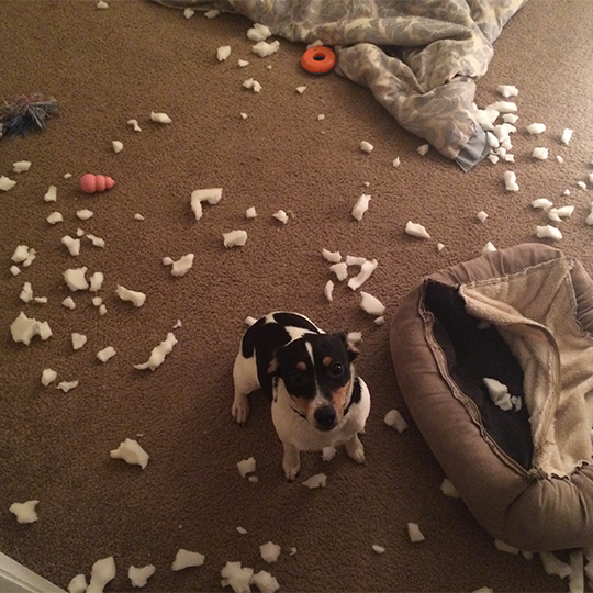 Guilty Dogs 25