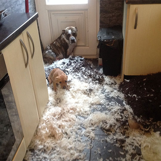 Guilty Dogs 6
