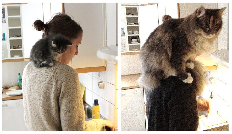 12 Recreated Pet Photos 2