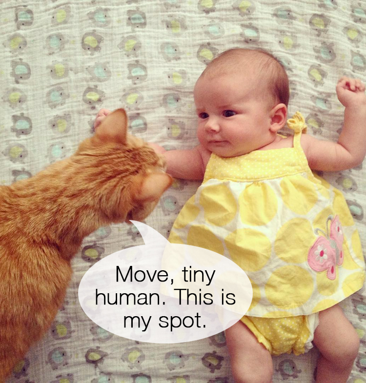 Cat Meets Baby 9
