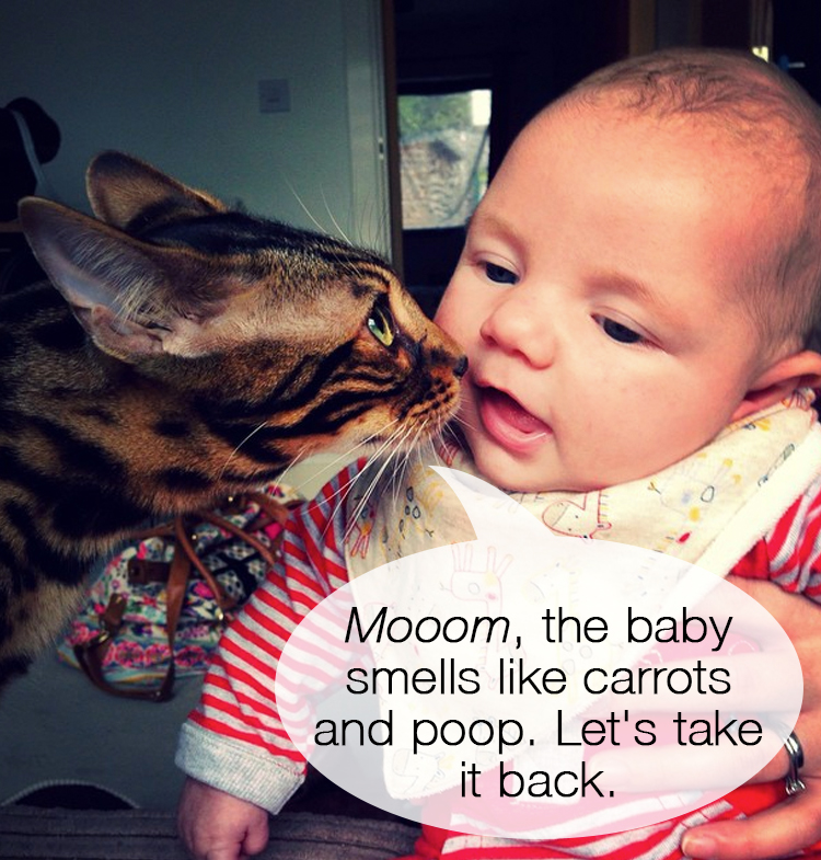 Cat Meets Baby 6