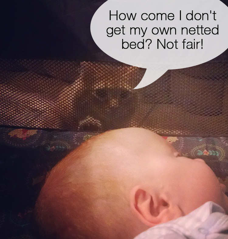 Cat Meets Baby 7