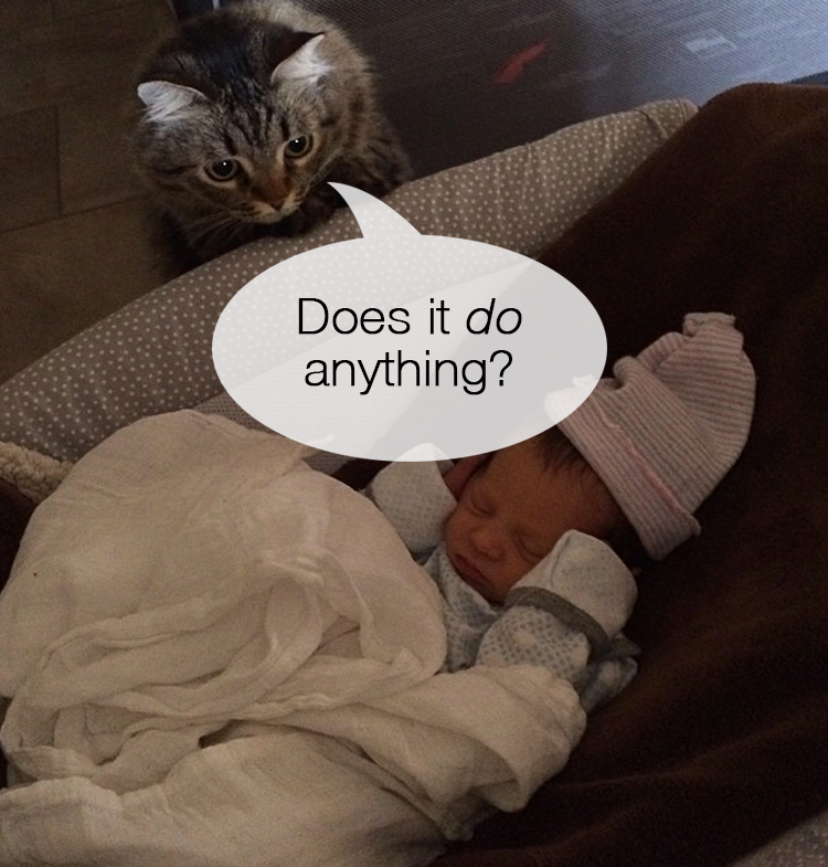 Cat Meets Baby 5