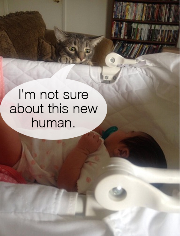 Cat Meets Baby 1