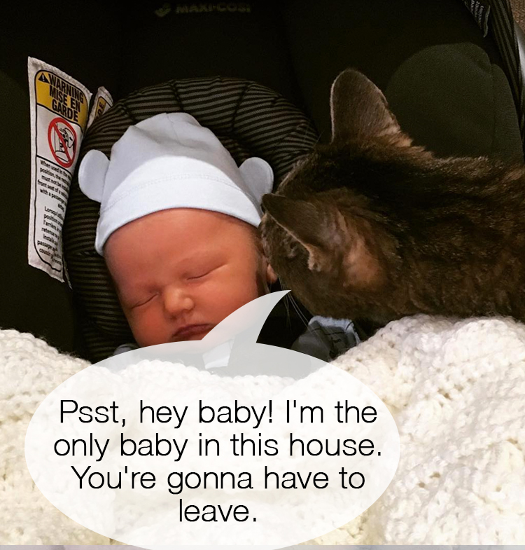 Cat Meets Baby 11
