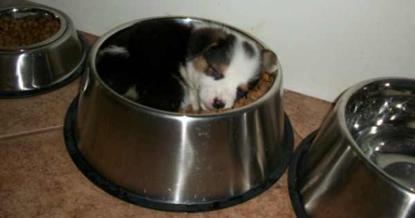 Puppy Sleeping in Full Food Bowl