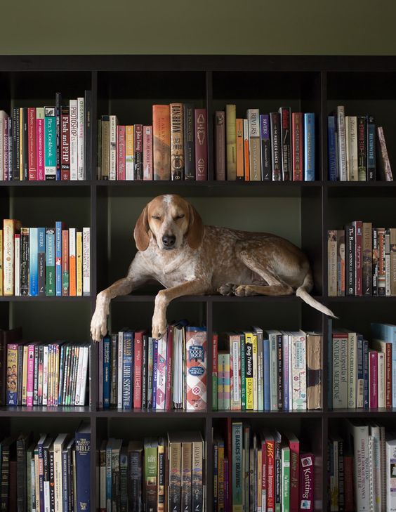 Animal Napping Spots Bookcase