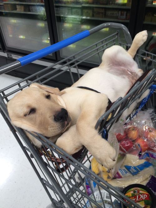 Animal Napping Spots Grocery Cart