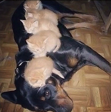 Animal Napping Spots Rotweiler