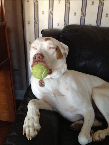 Animals Sleeping Dog Tennis Ball