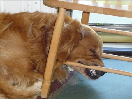 Animals Sleeping Golden Chair