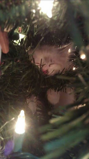 Animals Sleeping Kitten Christmas Tree