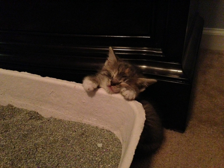 Animals Sleeping Kitten Litter Box
