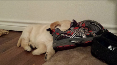 Animals Sleeping Puppy Tennis Shoe