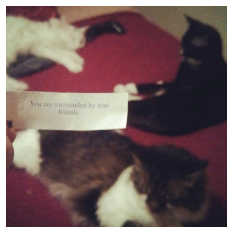 Funny Fortune Cookies 3