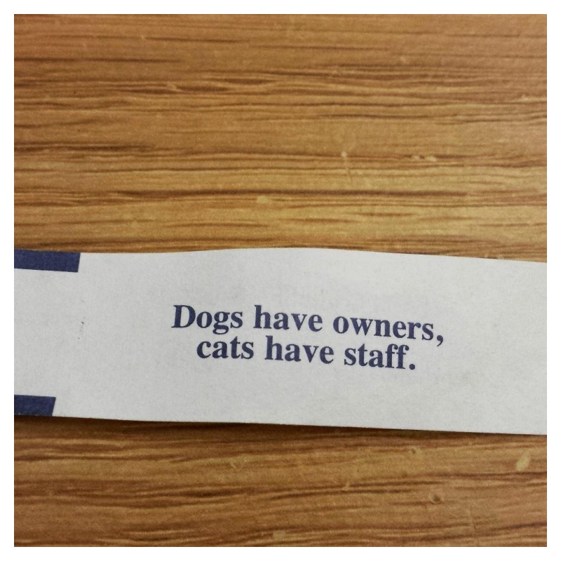 Funny Fortune Cookies 4