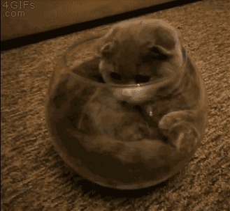 Cat Sleeping in Fish Bowl
