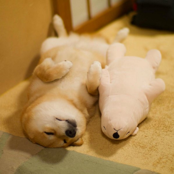 Shiba Inu Mimics His Doll