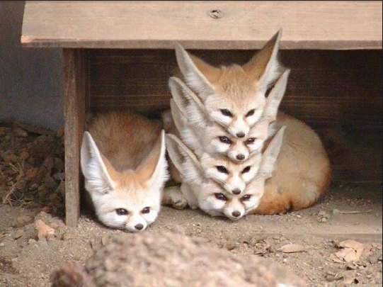 Fennec Foxes Sleeping