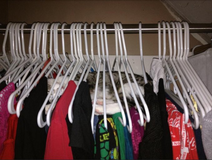 Cat Sleeping in Hangers