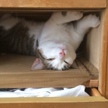 Cat Sleeping in Wardrobe