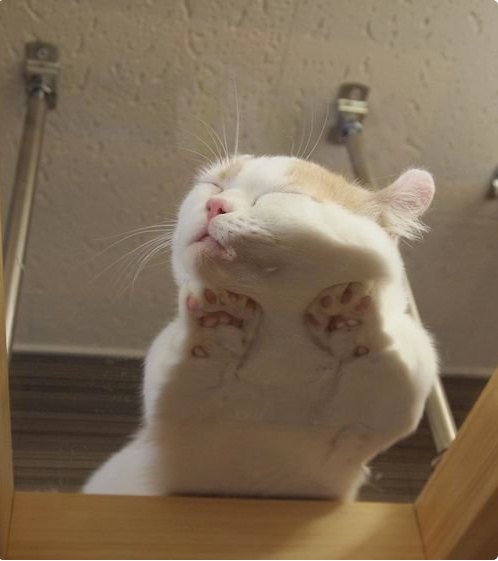 Cat Sleeping on Glass Coffee Table