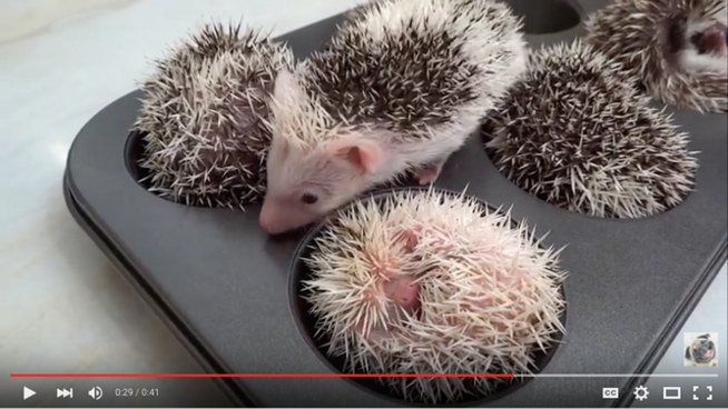 Hedgehogs Sleeping in a Muffin Tin