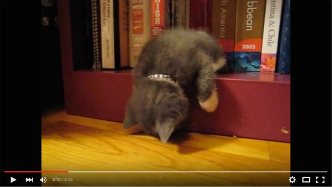Kitten Sleeping in Bookshelf