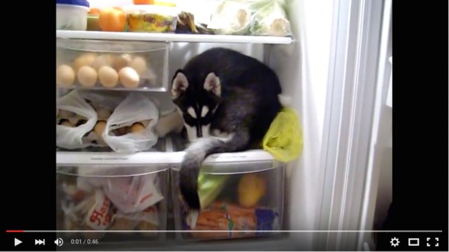 Husky Sleeping in the Fridge
