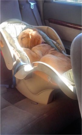 Golden Retriever Sleeping in a Car Seat