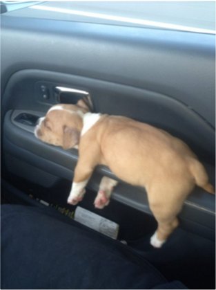 Puppy Sleeping on a Car Door Handle