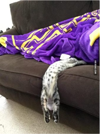 Cat Sleeping Hanging from Couch