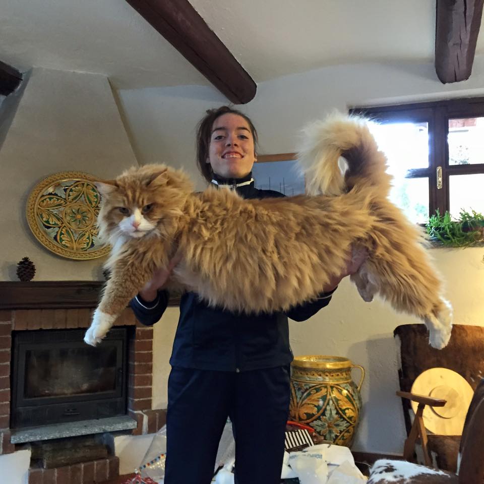 Giant Cats 2