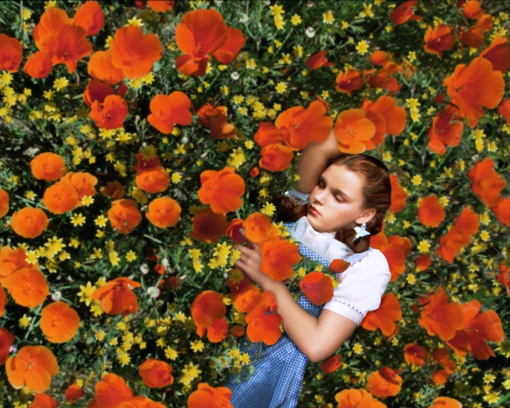 Judy Garland (1922-1969), US actress and singer, sleeping in a field of red poppies and yellow flowers (Wizard of Oz behind the scenes)