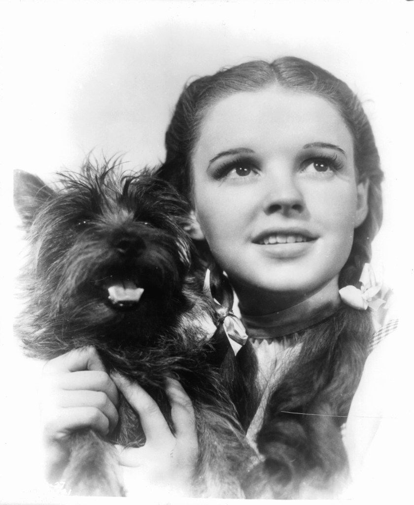 Toto And Judy Garland In 'The Wizard Of Oz'(Wizard of Oz behind the scenes)