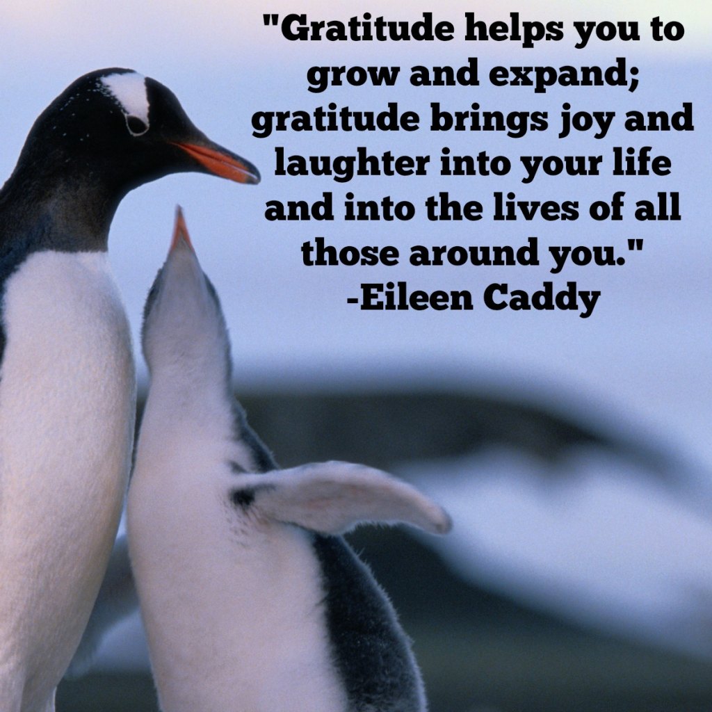 Gratitude Quotes 5