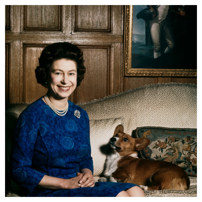Queen Elizabeth II Corgis