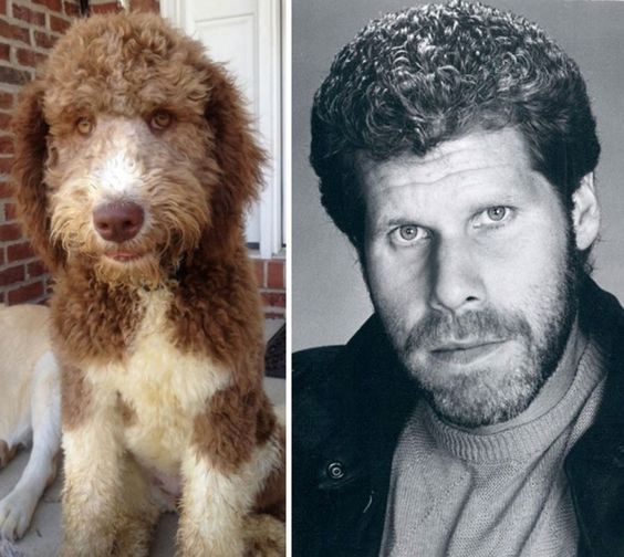 Animal Celebrity 1
