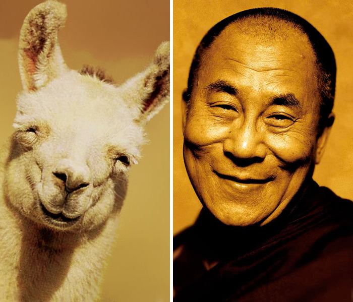 Animal Celebrity 12