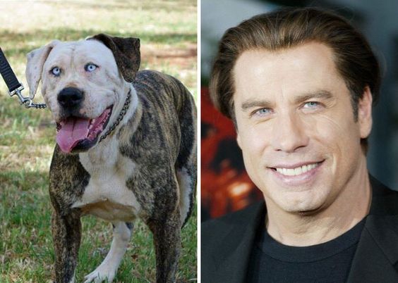Animal Celebrity 2