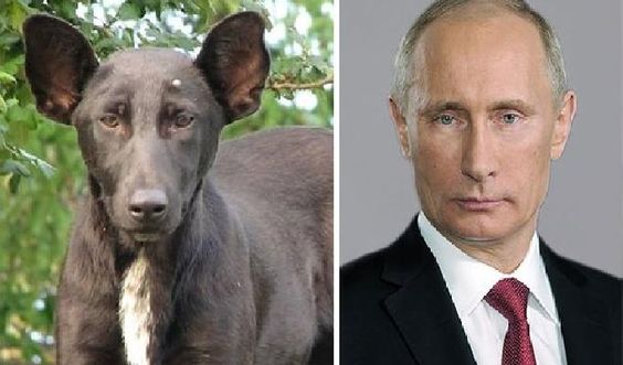 Animal Celebrity 3