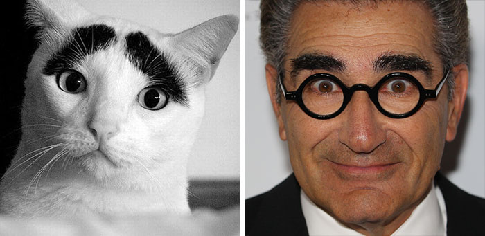 Animal Celebrity 4
