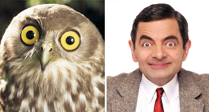 Animal Celebrity 5