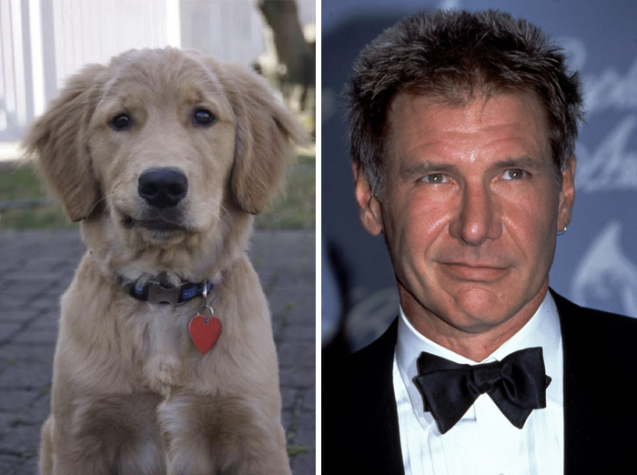 Animal Celebrity 7